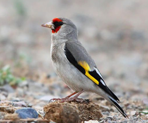 Бужиранга  (Буурал бужиранга)